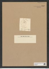 Actinoptychus parda Castr. (de-Toni-Nr.: Genus 227, Species 5629) Zeichnungen Sammlung Grunow Nr. 9518 (NHMW-BOT-W0379505)